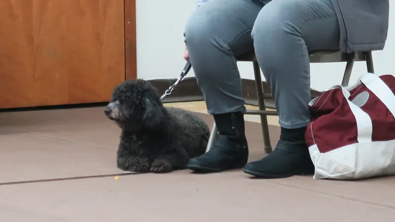 Clients and dogs in a Prodogz Dog Training basic obedience class led by Jason Lake in Medford, Oregon — January 8, 2018, photo 2