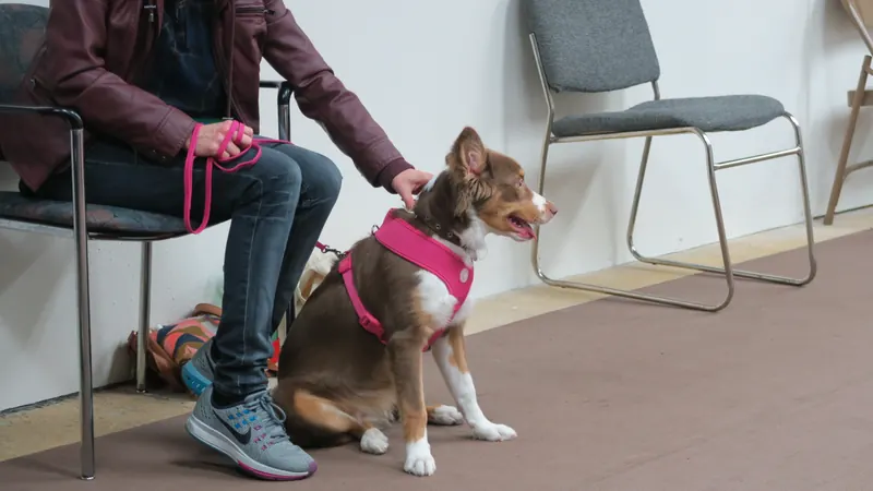 Clients and dogs in a Prodogz Dog Training basic obedience class led by Jason Lake in Medford, Oregon — January 8, 2018, photo 5