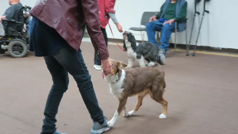 Clients and dogs in a Prodogz Dog Training basic obedience class led by Jason Lake in Medford, Oregon — January 8, 2018, photo 7