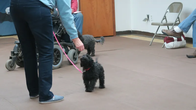 Clients and dogs in a Prodogz Dog Training basic obedience class led by Jason Lake in Medford, Oregon — January 8, 2018, photo 8