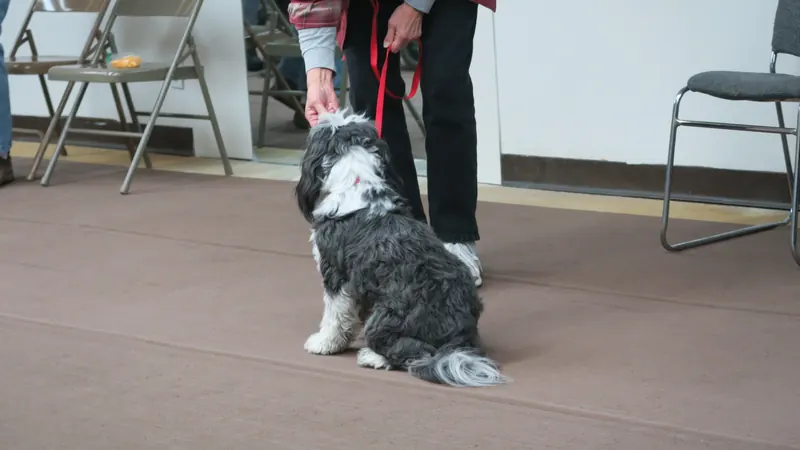 Clients and dogs in a Prodogz Dog Training basic obedience class led by Jason Lake in Medford, Oregon — January 8, 2018, photo 9