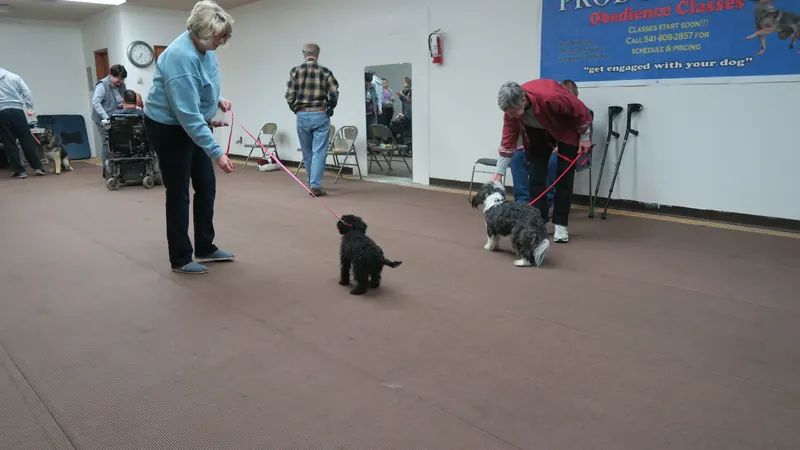 Clients and dogs in a Prodogz Dog Training basic obedience class led by Jason Lake in Medford, Oregon — January 8, 2018, photo 10