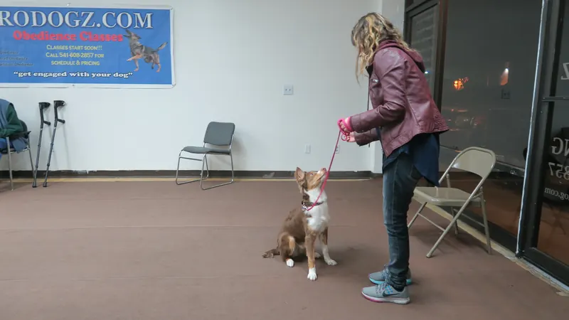 Clients and dogs in a Prodogz Dog Training basic obedience class led by Jason Lake in Medford, Oregon — January 8, 2018, photo 11