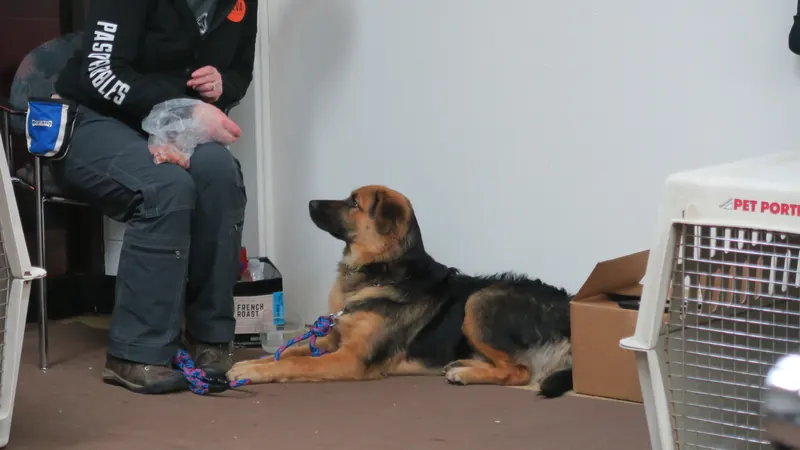 Clients and dogs in a Prodogz Dog Training basic obedience class led by Jason Lake in Medford, Oregon — February 5, 2018, photo 12