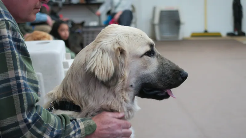 Clients and dogs in a Prodogz Dog Training basic obedience class led by Jason Lake in Medford, Oregon — March 5, 2018, photo 3