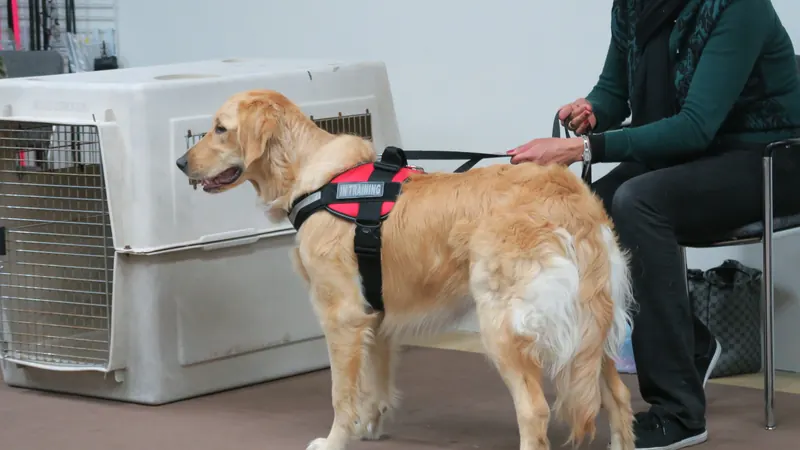Clients and dogs in a Prodogz Dog Training basic obedience class led by Jason Lake in Medford, Oregon — March 5, 2018, photo 15