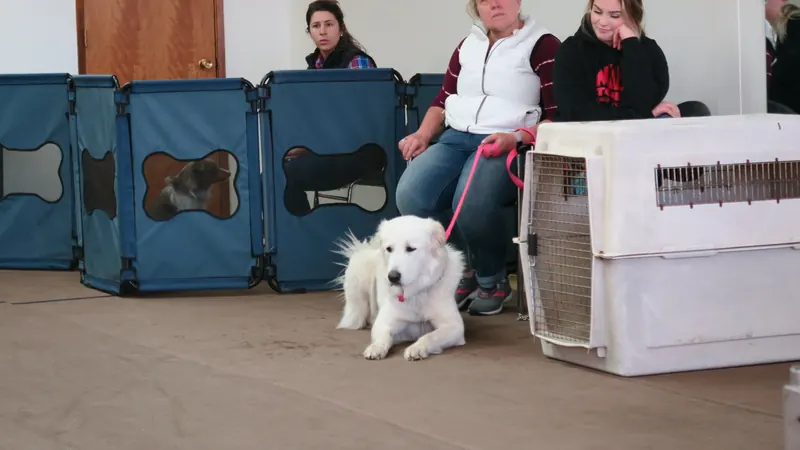 Clients and dogs in a Prodogz Dog Training basic obedience class led by Jason Lake in Medford, Oregon — April 2, 2018, photo 8