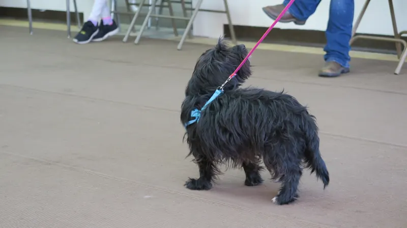 Clients and dogs in a Prodogz Dog Training basic obedience class led by Jason Lake in Medford, Oregon — April 23, 2018, photo 12