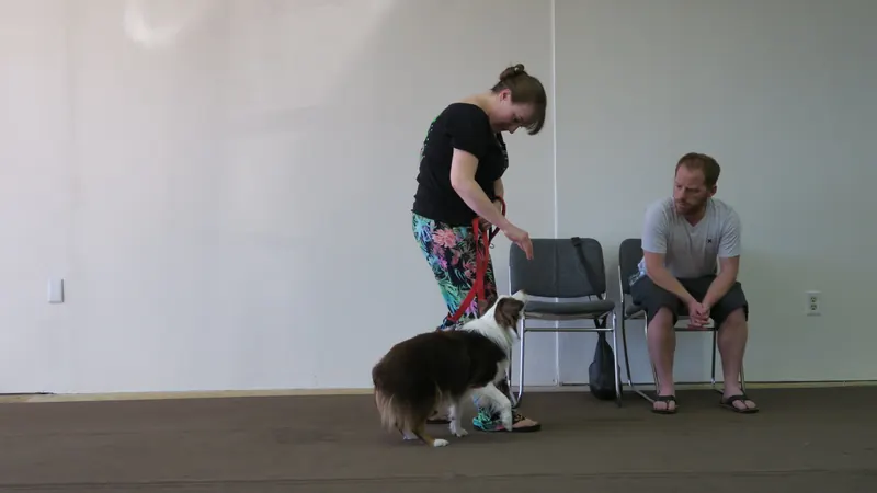 Clients and dogs in a Prodogz Dog Training basic obedience class led by Jason Lake in Medford, Oregon — June 25, 2018, photo 9