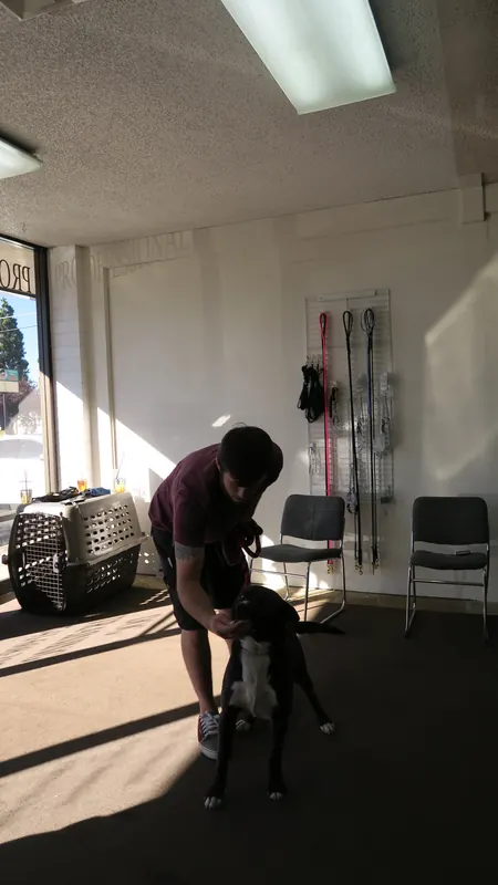 Clients and dogs in a Prodogz Dog Training basic obedience class led by Jason Lake in Medford, Oregon — July 2, 2018, photo 4