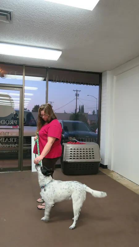 Clients and dogs in a Prodogz Dog Training basic obedience class led by Jason Lake in Medford, Oregon — October 22, 2018, photo 7