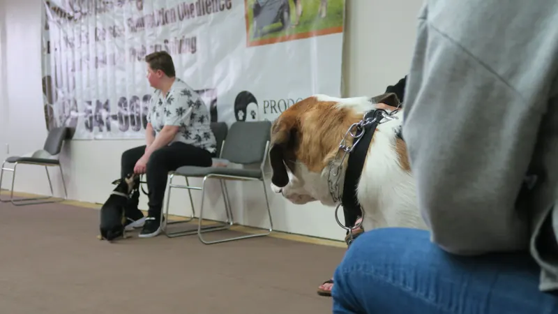 Clients and dogs in a Prodogz Dog Training basic obedience class led by Jason Lake in Medford, Oregon — March 25, 2019, photo 1