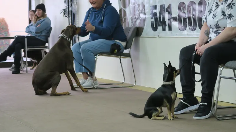 Clients and dogs in a Prodogz Dog Training basic obedience class led by Jason Lake in Medford, Oregon — March 25, 2019, photo 2