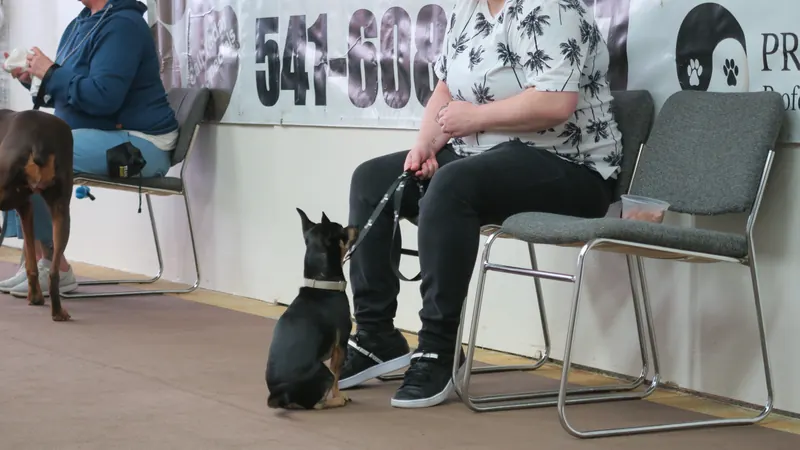 Clients and dogs in a Prodogz Dog Training basic obedience class led by Jason Lake in Medford, Oregon — March 25, 2019, photo 3