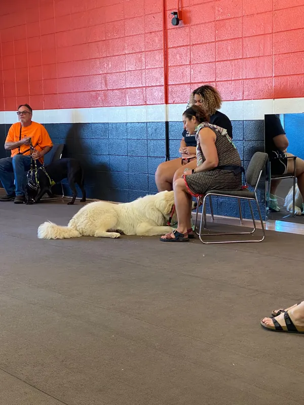 Clients and dogs in a Prodogz Dog Training basic obedience class led by Jason Lake in Medford, Oregon — June 1, 2020, photo 7