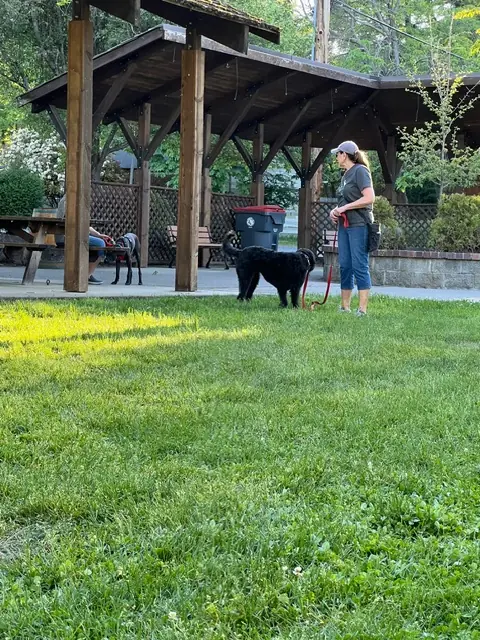 Clients and dogs practicing leash walking with Jason Lake in a Prodogz Move & Groove class in Medford, Oregon — May 14, 2024, photo 15