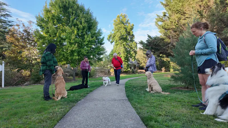 Five dog-and-handler teams practicing calm focus and stationary positions during the final Prodogz Move ‘N Groove class at Creekside Park in Jacksonville, Oregon — September 17, 2026, photo 27