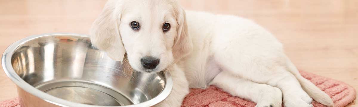 Dog Food: Kibble V's Raw Diet