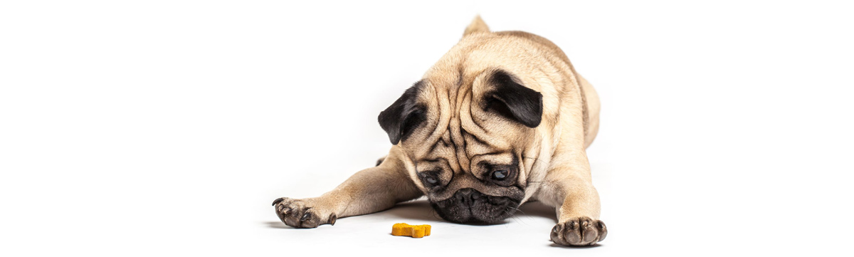 Picking The Right Rewards To Use In Dog Training