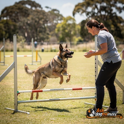 Dog engagement training