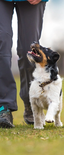 Jason Lake - Owner and Head Trainer of Prodogz Dog Training