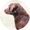 Virtual Dog Training - Medford - Rogue Valley - Southern Oregon