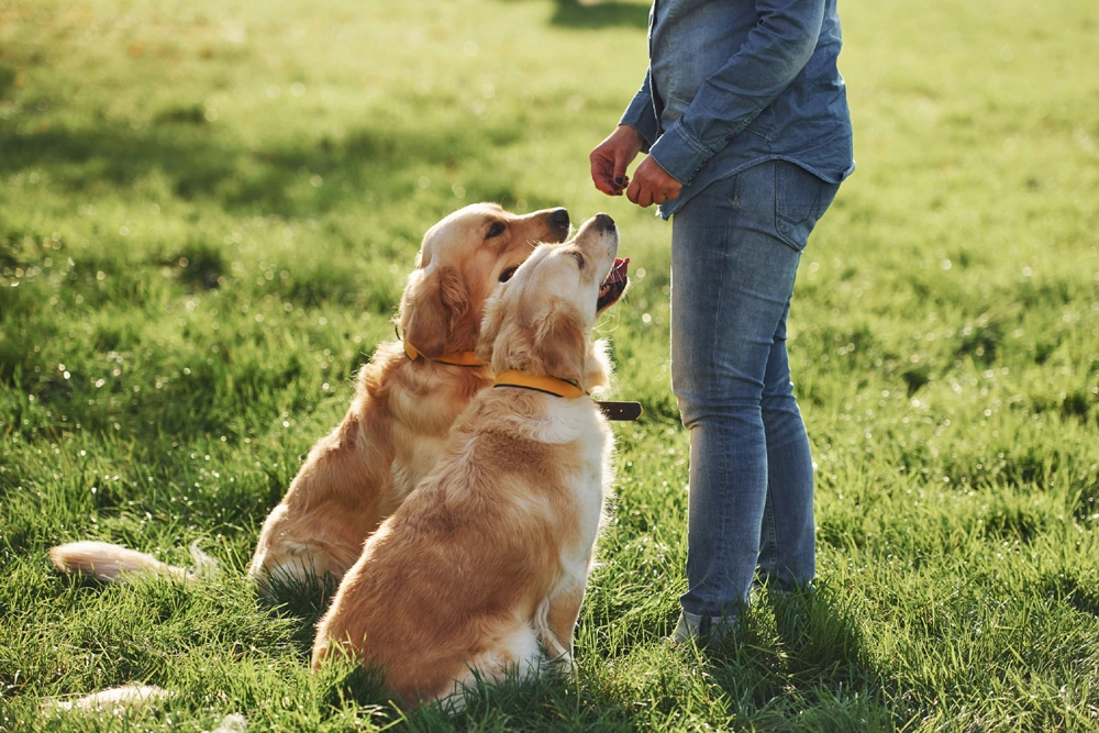 Virtual in-home dog training
