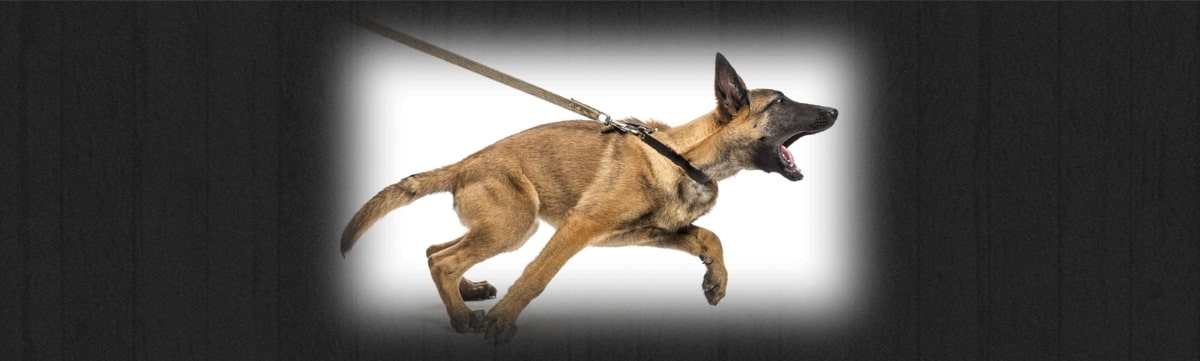 Introducing Your Puppy To The Leash and Collar