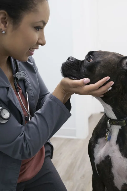 Dog transport services