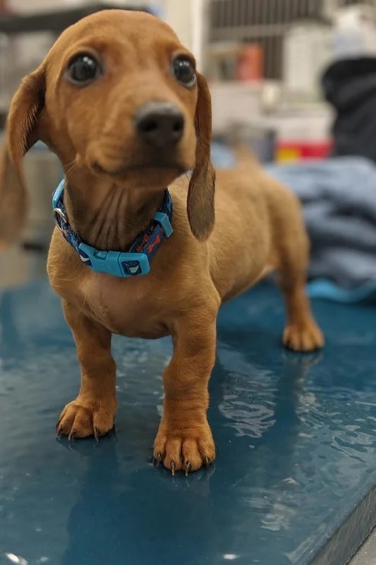 Medford pet taxi service