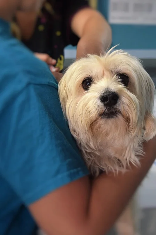 Transportation services for pets