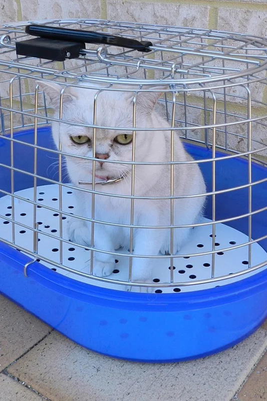 Cat delivery service