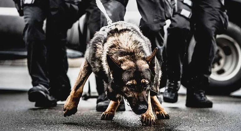 Police K9