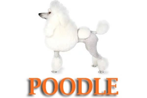 Poodles Dog Training in Medford Oregon and Southern Oregon | Prodogz Dog Training
