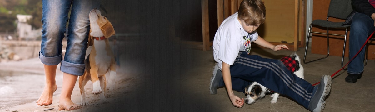 Prodogz Positive reinforcement dog training