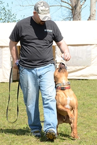 Dog learning focus during private training