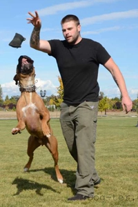 Leash manners private training