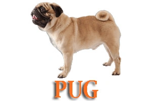Pug Dog Training in Medford Oregon and Southern Oregon | Prodogz Dog Training