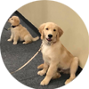 puppy training in medford oregon, southern Or, rogue valley oregon