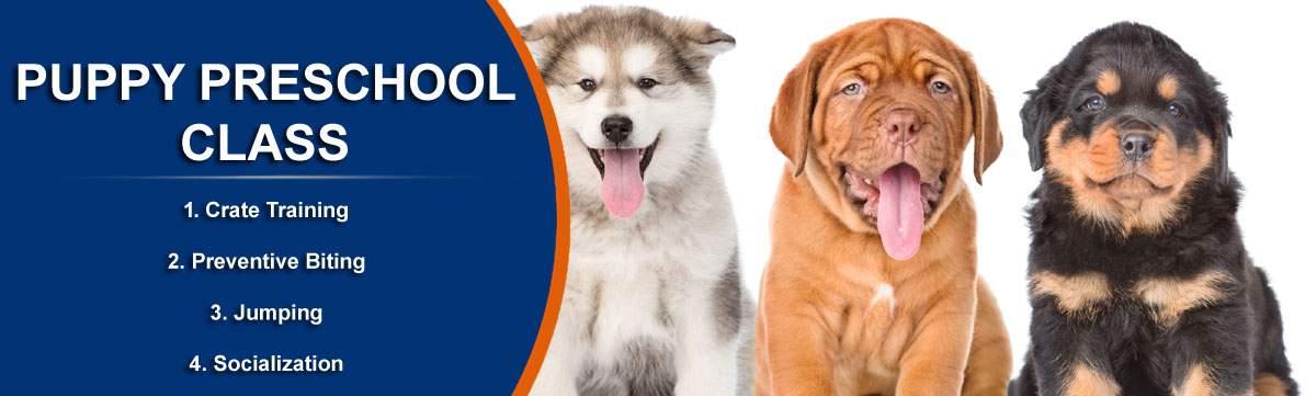 puppy training and socialisation classes near me