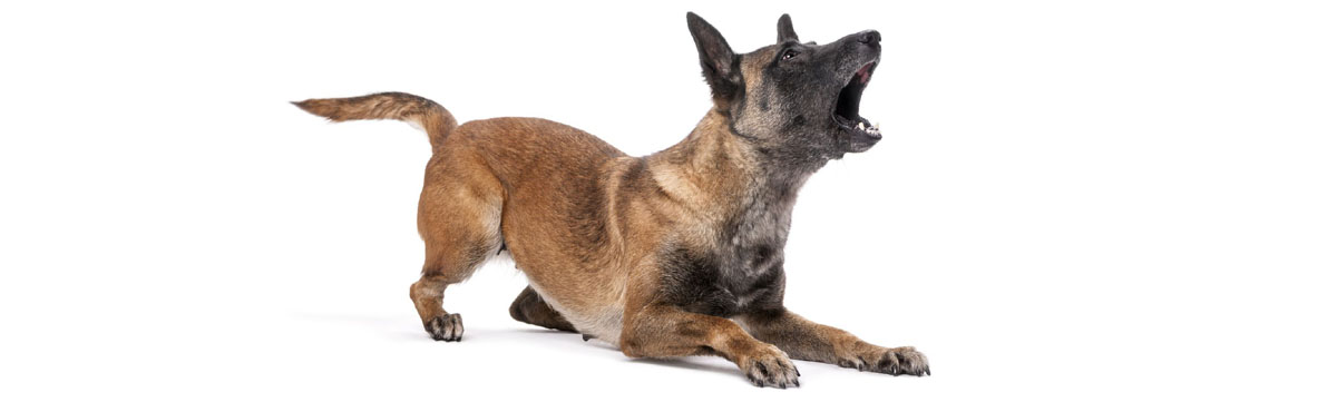 Teaching Your Dog To Stop Barking